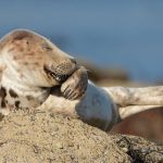Las fotografías más graciosas entre las finalistas a los Comedy Wildlife Awards 2021