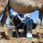 Jabón de leche de burra: el producto de belleza que provocó burlas en Jordania y ahora es un éxito