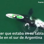 Ballena en Puerto Madryn: el impresionante video de una ballena jugando con una mujer que estaba remando en el sur de Argentina
