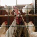 El ADN de gallina, el secreto para detener los contagios de covid-19