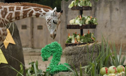 Fotogalería: así se vivió en el Zoológico La Aurora el cumpleaños de Jirafito y segundo aniversario de los rinocerontes Arturo y Aurora