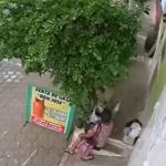 Video: El momento en que una mujer roba un perro en Mazatenango y se lo lleva en su bolso