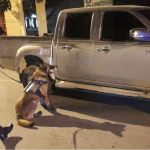 Detienen a excandidato a síndico de Gualán, Zacapa, que transportaba 20 paquetes de cocaína en un picop