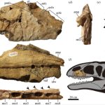 Descubren dinosaurio con dientes de tiburón, un depredador más aterrador que el T-Rex