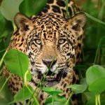 Biosfera maya:  estas son las amenazas que más preocupan a los ecologistas