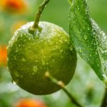 Conozca los beneficios del limón (y qué pasa si se consume en ayunas)
