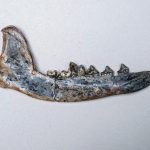 Perros y sus amos podrían haber habitado Centroamérica desde hace 12 mil años, revela estudio