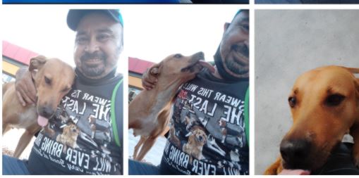 Hombre rescató a perra que lo atacó y ahora es su fiel compañera
