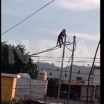 Video: vecinos rescatan a mono que se movilizaba por cables del tendido eléctrico