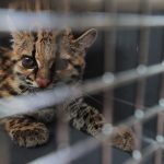 Un joven rescata un cachorro de tigrillo que se vendía para disecarlo