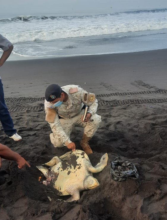 Mata a una tortuga de parlama en Puerto San José para luego vender los huevos