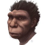 Homo bodoensis: la nueva especie que un grupo de científicos considera “el ancestro directo de los humanos”