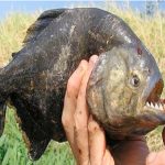 Por huir de las abejas, hombre se lanza a lago y muere atacado por pirañas