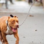Impactante: Niño de 10 años muere por ataque de pitbull cuando estaba en la casa de un amigo
