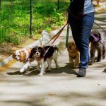 Capturan en España a hombre que mataba a los perros dándoles carne con alfileres