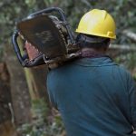 Cuáles son los países del mundo que talan más árboles y por qué hay tres de América Latina entre los primeros