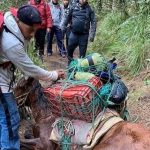 VIDEO: qué pasó con el caso del caballo que fue captado en el Volcán Acatenango mientras yacía con demasiada carga en su lomo