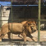 VIDEO: León escapa de su jaula en turicentro de Petén y ataca a su cuidador; luego lo matan a balazos