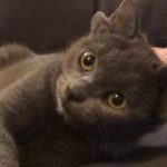 Midas, la gata que nació con cuatro orejas y ahora tiene miles de seguidores en Instagram