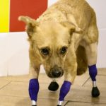 La conmovedora historia de la perrita que volvió a caminar gracias a prótesis adaptadas en sus cuatro patas