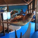 Inauguran el Museo del Mar, un espacio para promover la conservación y biodiversidad de las costas del Pacífico