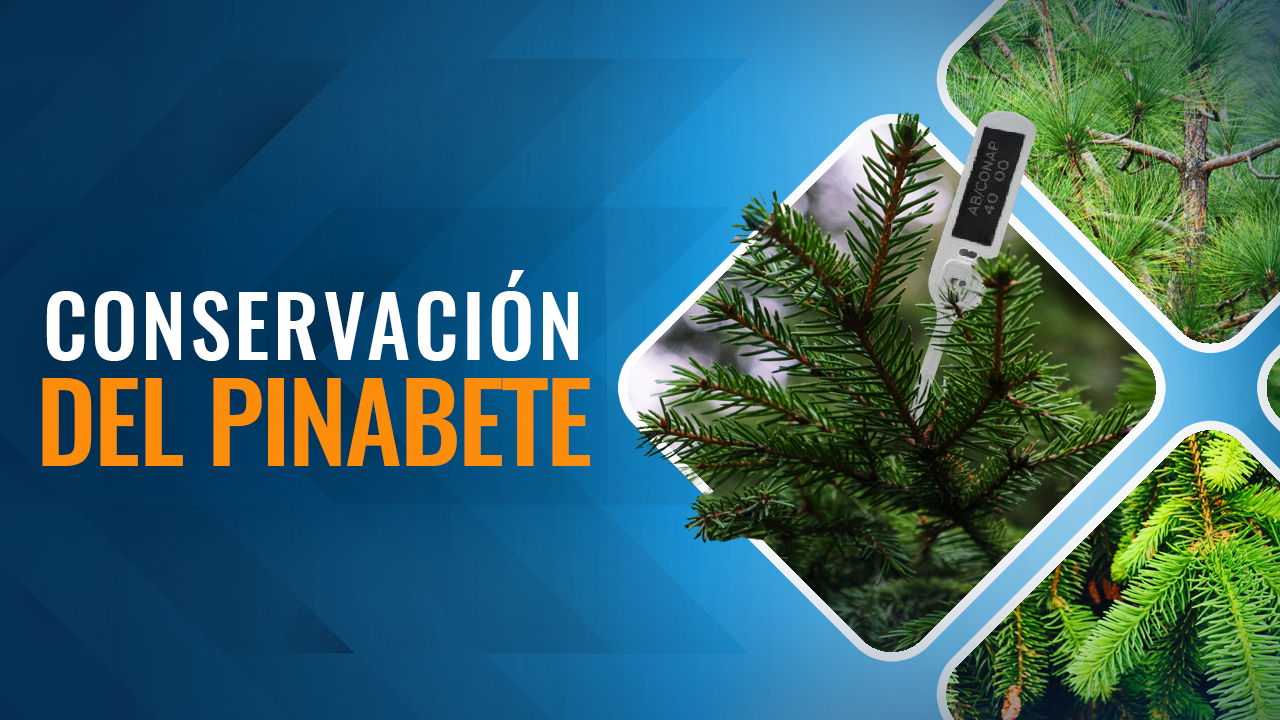 [Viva La Noticia] Cuidado y conservación del pinabete
