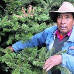 ¿Dónde puede comprar un pinabete legal? Aquí le indicamos los puntos donde está la Feria del Pinabete