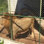 León sacrificado en Petén: instituciones revelan más detalles del felino que mató a su cuidador