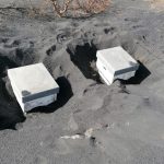 El sorprendente caso de las miles de abejas que sobrevivieron 50 días bajo la ceniza del volcán de La Palma