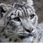 Leopardos mueren en zoológico de Estados Unidos; tenían covid-19