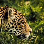 Dos jaguares invaden un zoológico y matan 172 flamencos en Brasil