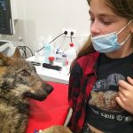 Mujer atropella a un “perro” y veterinario descubre que era un lobo
