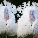 Thanksgiving Day: Las 8 curiosidades que debe saber sobre la fiesta de Acción de Gracias