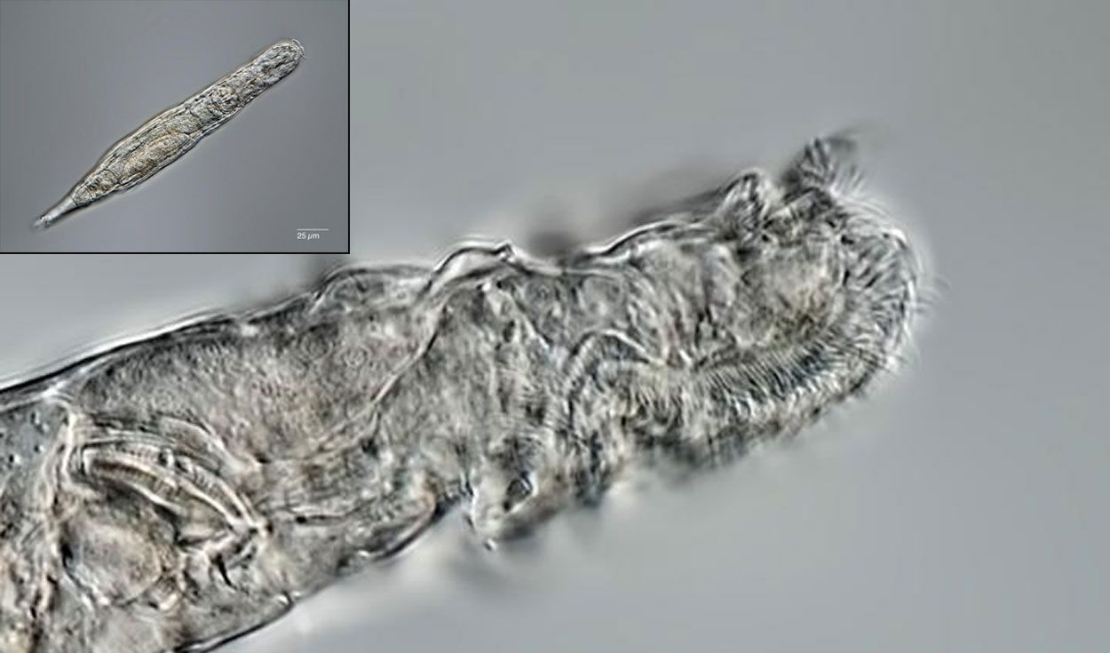 Científicos rusos despertaron a un animal que estuvo 24 mil años congelado