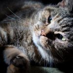Impactante: descubren un centenar de gatos muertos en casa de un jubilado en Francia