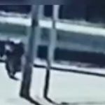 Graban el impactante accidente de tránsito que sufrió motorista en el Anillo Periférico