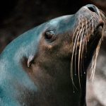 “Fue un honor haberte conocido”: Zoológico La Aurora informa de la muerte de Kira, uno de los dos leones marinos del recinto