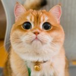 Él es Pisco, el gato que arrasa en Instagram por su parecido con el Gato con Botas de Shrek