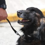 El Catrín se jubila junto a otros once K-9 después de luchar 10 años contra el crimen