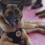 Perros policías: la importante suma de kilos de droga que han ayudado a incautar los K-9 en Guatemala