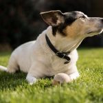 La historia de un perrito que salvó a una adolescente de ser estrangulada por su padre