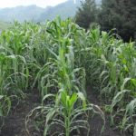 Clima en Guatemala: Alertan que heladas y lluvias por frentes fríos afectarán cultivos (bajas temperaturas continuarán)