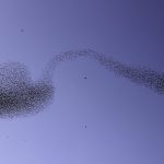 La asombrosa imagen de una cuchara que formó una bandada de pájaros