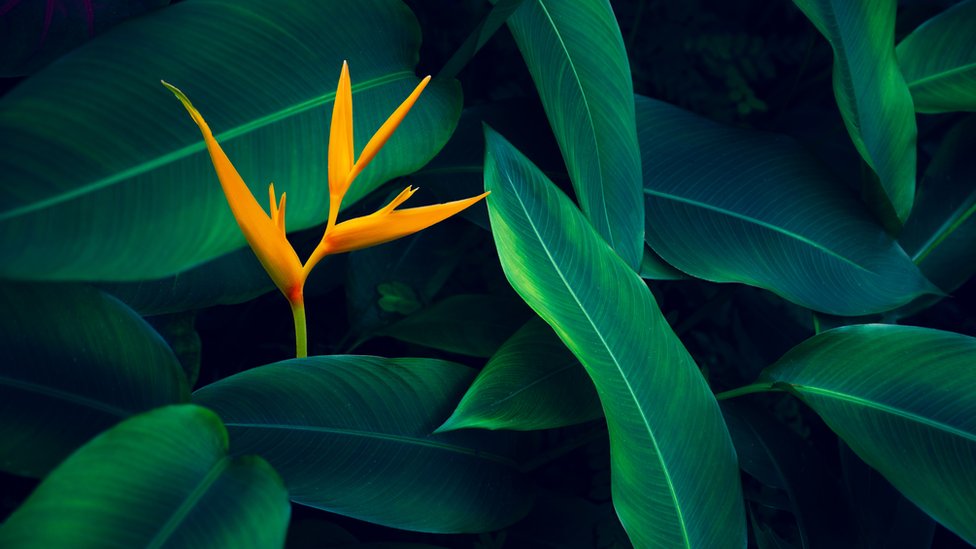 5 datos fascinantes sobre las plantas que quizás no conocías