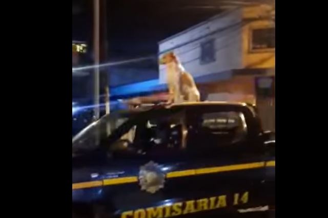 PERRO PATRULLA CON LA PNC