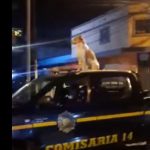 Qué más se sabe del perro captado en video en una patrulla de la PNC en la zona 7