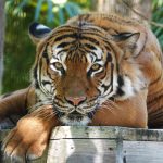 El desgarrador llamado al 911 de trabajador de un zoológico de Florida atacado por tigre y que ahora puede enfrentar cargos