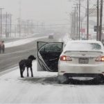 Enternece en redes sociales el gesto de una mujer que usa tortillas para rescatar a un perro de la tormenta invernal