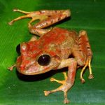 Descubren especie de rana en Panamá y la bautizan como Greta Thunberg