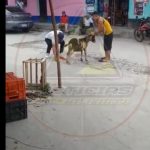 Video: El momento en que dos sujetos encienden una ametralladora en la pata de una cabra y la sueltan en Sanarate